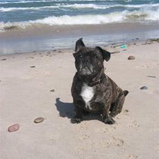 Blanding af racer Luna (R.I.P aflivet 17/1-17)