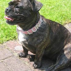 Blanding af racer Luna (R.I.P aflivet 17/1-17)