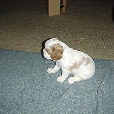 Cavalier king charles spaniel Malou