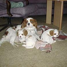 Cavalier king charles spaniel Malou