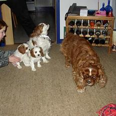 Cavalier king charles spaniel Malou