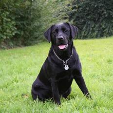 Labrador retriever *Freja* (Min MulMul)