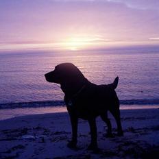 Labrador retriever *Freja* (Min MulMul)