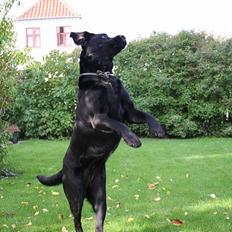 Labrador retriever *Freja* (Min MulMul)