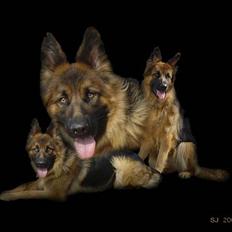 Schæferhund Slottes Sasja