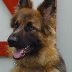 Schæferhund Slottes Sasja