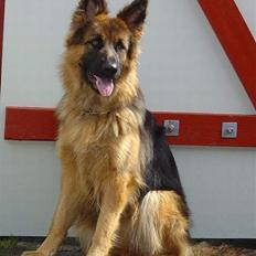 Schæferhund Slottes Sasja