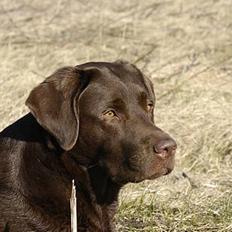 Labrador retriever Luna