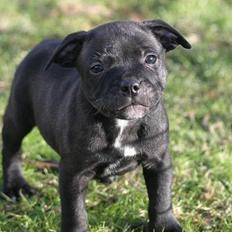 Staffordshire bull terrier Manse
