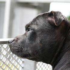 Staffordshire bull terrier Mille