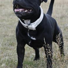 Staffordshire bull terrier Manse