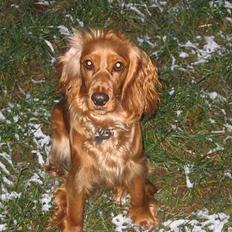 Cocker spaniel Mille