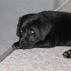 Labrador retriever Chicko