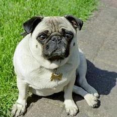 Mops Vera de la Della