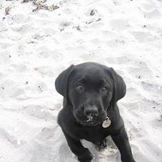 Labrador retriever Chicko