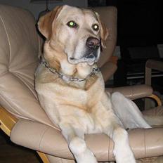 Labrador retriever Baloo