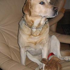 Labrador retriever Baloo