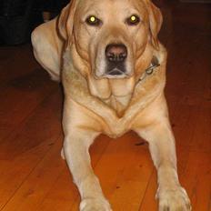 Labrador retriever Baloo