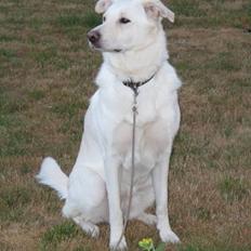 Blanding af racer Laika