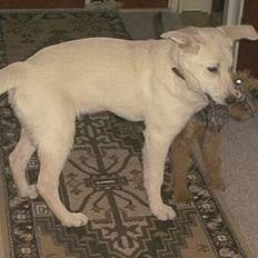 Blanding af racer Laika