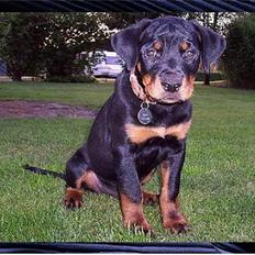 Rottweiler Sostack`s Dian R.I.P