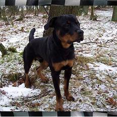 Rottweiler Sostack`s Dian R.I.P