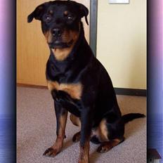 Rottweiler Sostack`s Dian R.I.P