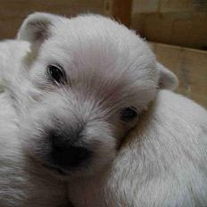 West highland white terrier CICI