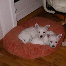 West highland white terrier CICI