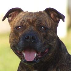 Staffordshire bull terrier * Stella*