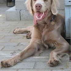 Langhåret Weimaraner Fuchs Vom Jungholz (Død)