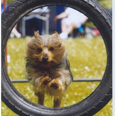 Australian silky terrier Quick Sílk´s Barney