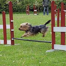 Australian silky terrier Quick Sílk´s Barney