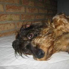 Gravhund Atempos Kozak