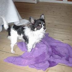 Chihuahua Elliott