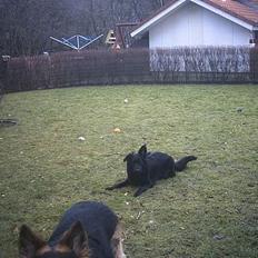 Blanding af racer mini