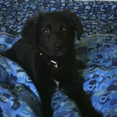 Blanding af racer mini