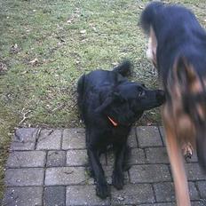 Blanding af racer mini