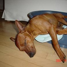 Dvaergpinscher Chico