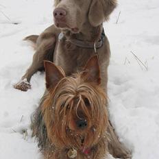Langhåret Weimaraner Fuchs Vom Jungholz (Død)