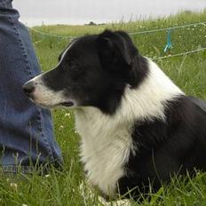 Border collie Dallas