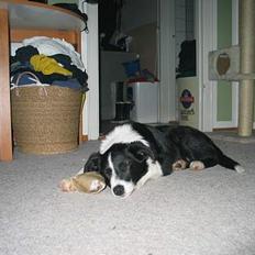 Border collie Dallas