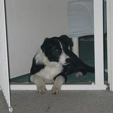 Border collie Dallas