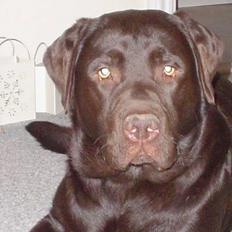 Labrador retriever Baloo  (hos anden ejer)