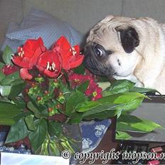 Mops Kong Tølfi    F. 06/04  † 04.10 2014