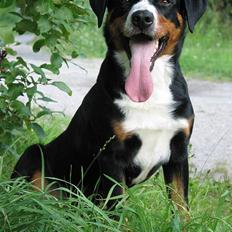 Appenzeller sennenhund Røbi von Razco "Razco"