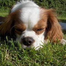 Cavalier king charles spaniel Mulle