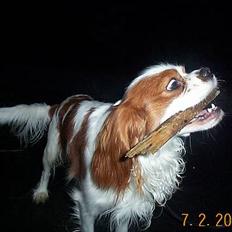 Cavalier king charles spaniel Mulle
