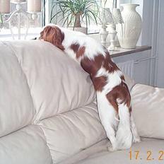 Cavalier king charles spaniel Mulle