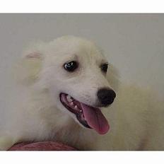 Amerikansk eskimohund Laika